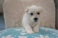 Milo, a male Bichon Frise and Maltese for sale in Dallas, TX – 3 of 4