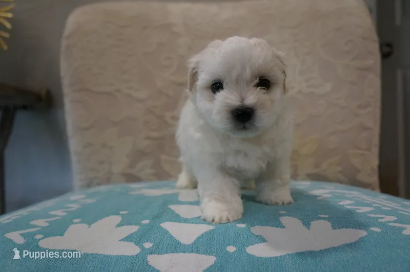 Thor – Bichon Frise, Maltese puppy for sale in Dallas, TX