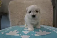 Thor, a male Bichon Frise and Maltese for sale in Dallas, TX – 1 of 4