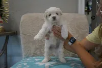 Snoopy, a male Bichon Frise and Maltese for sale in Dallas, TX – 2 of 4