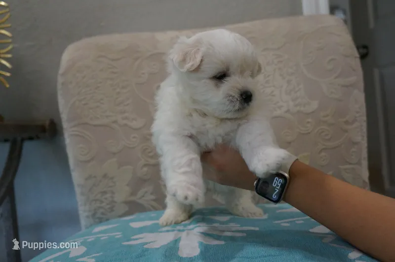 Axel – Bichon Frise, Maltese puppy for sale in Dallas, TX