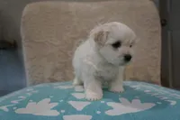 Thor, a male Bichon Frise and Maltese for sale in Dallas, TX – 2 of 4