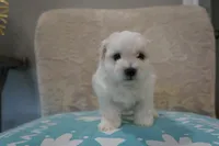 Thor, a male Bichon Frise and Maltese for sale in Dallas, TX – 4 of 4