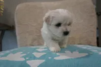 Thor, a male Bichon Frise and Maltese for sale in Dallas, TX – 3 of 4