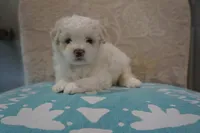 Snoopy, a male Bichon Frise and Maltese for sale in Dallas, TX – 4 of 4
