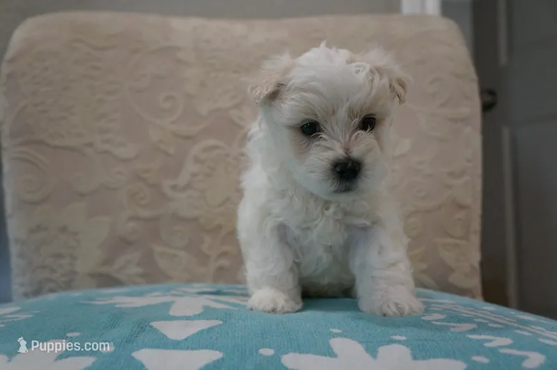 Milo – Bichon Frise, Maltese puppy for sale in Dallas, TX