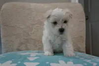 Milo, a male Bichon Frise and Maltese for sale in Dallas, TX – 1 of 4
