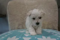 Milo, a male Bichon Frise and Maltese for sale in Dallas, TX – 4 of 4