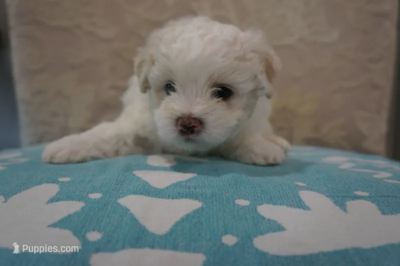 Snoopy – Bichon Frise, Maltese puppy for sale in Dallas, TX