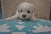 Snoopy, a male Bichon Frise and Maltese for sale in Dallas, TX – 1 of 4