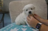 Axel, a male Bichon Frise and Maltese for sale in Dallas, TX – 4 of 4