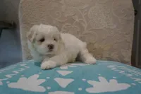 Snoopy, a male Bichon Frise and Maltese for sale in Dallas, TX – 3 of 4