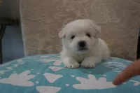 Axel, a male Bichon Frise and Maltese for sale in Dallas, TX – 2 of 4