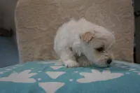 Milo, a male Bichon Frise and Maltese for sale in Dallas, TX – 2 of 4