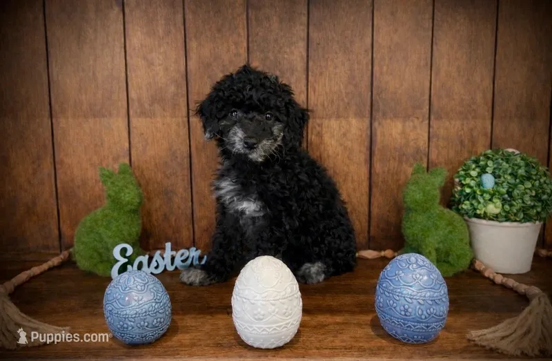 Phantom – Miniature Aussiedoodle puppy for sale in Jonesboro, AR