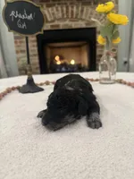 Phantom, a female Miniature Aussiedoodle for sale in Jonesboro, AR – Photo 3 of 4