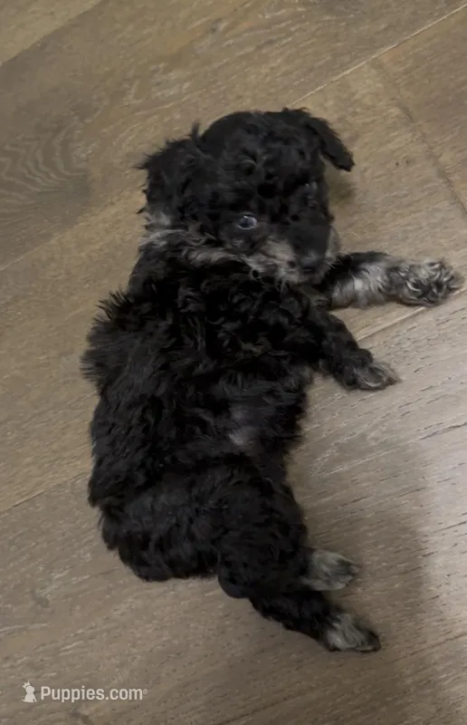 Phantom, a female Miniature Aussiedoodle for sale in Jonesboro, AR – Photo 1 of 4