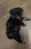 Phantom, a female Miniature Aussiedoodle for sale in Jonesboro, AR – Photo 1 of 4