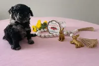 Phantom, a female Miniature Aussiedoodle for sale in Jonesboro, AR – Photo 2 of 4