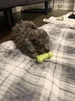 Miley, a female Miniature Aussiedoodle for sale in Jonesboro, AR – Photo 3 of 3