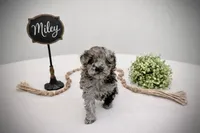 Miley, a female Miniature Aussiedoodle for sale in Jonesboro, AR – Photo 1 of 3