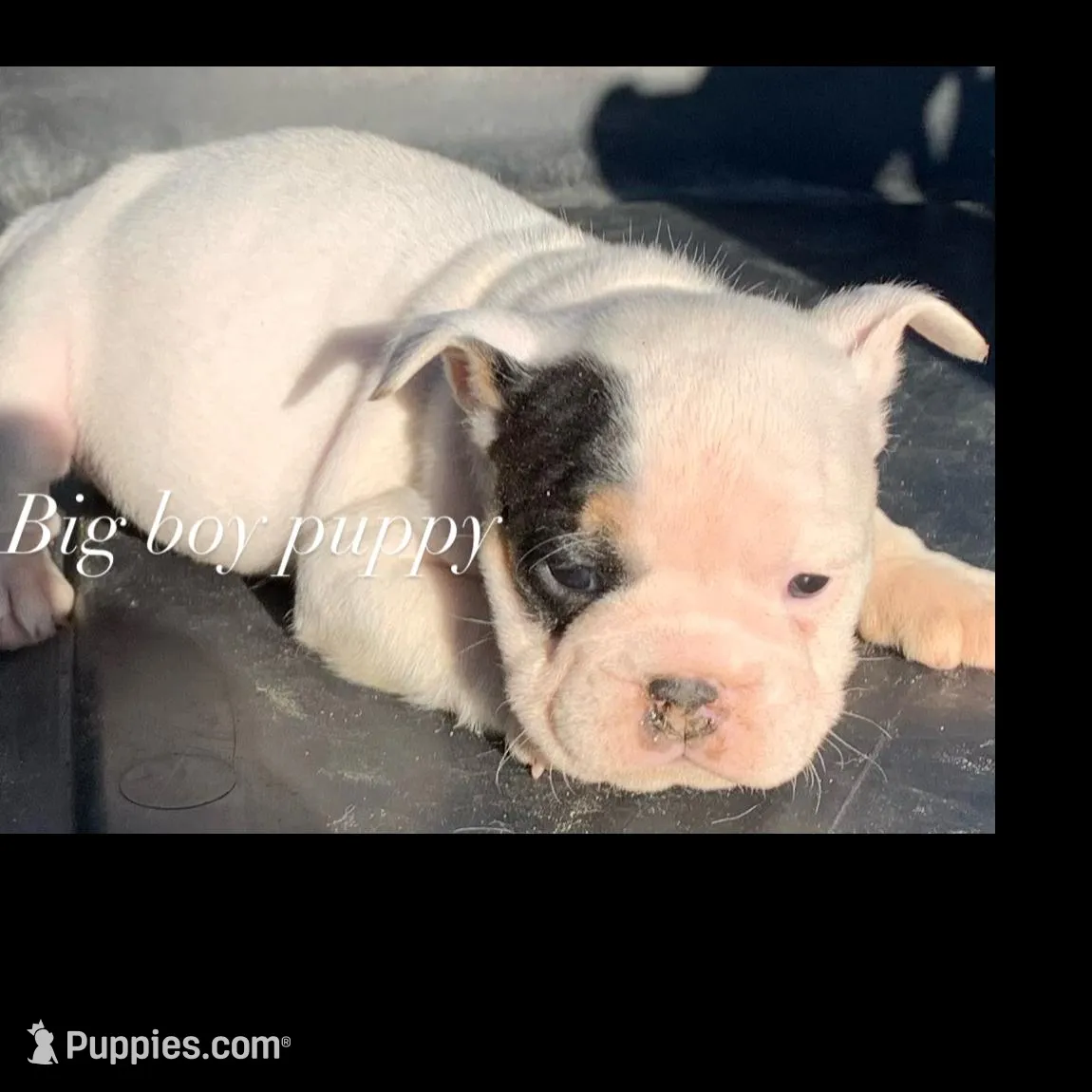 k k, a female English Bulldog for sale in Victorville, CA – Photo 2 of 3