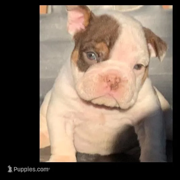 k k, a female English Bulldog for sale in Victorville, CA – Photo 3 of 3