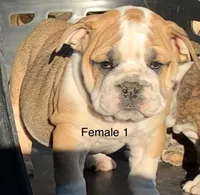 processed/6967d350-54c0-45fe-a5a9-13794e01cc62/listing/41a09928-b1ab-47a0-95e5-00a08fe461dd/9439f870-f5b6-4155-a12a-36d2d4e99270