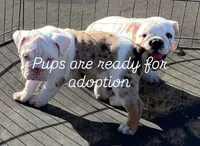 Blacky, a male English Bulldog for sale in Victorville, CA – Photo 4 of 10