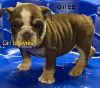 Blacky, a male English Bulldog for sale in Victorville, CA – Photo 3 of 10