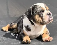 Blacky, a male English Bulldog for sale in Victorville, CA – Photo 2 of 10