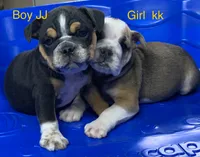 Blacky, a male English Bulldog for sale in Victorville, CA – Photo 8 of 10