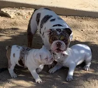 Blacky, a male English Bulldog for sale in Victorville, CA – Photo 10 of 10