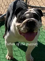 Blacky, a male English Bulldog for sale in Victorville, CA – Photo 9 of 10