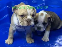 Blacky, a male English Bulldog for sale in Victorville, CA – Photo 1 of 10