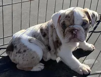 Spots, a female English Bulldog for sale in Victorville, CA – Photo 9 of 10