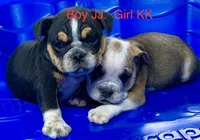 Spots, a female English Bulldog for sale in Victorville, CA – Photo 1 of 10