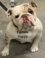 Spots, a female English Bulldog for sale in Victorville, CA – Photo 4 of 10