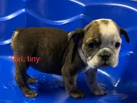 Spots, a female English Bulldog for sale in Victorville, CA – Photo 10 of 10