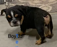 Spots, a female English Bulldog for sale in Victorville, CA – Photo 8 of 10