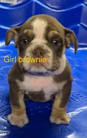 Spots, a female English Bulldog for sale in Victorville, CA – Photo 2 of 10