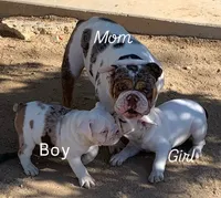 Spots, a female English Bulldog for sale in Victorville, CA – Photo 6 of 10