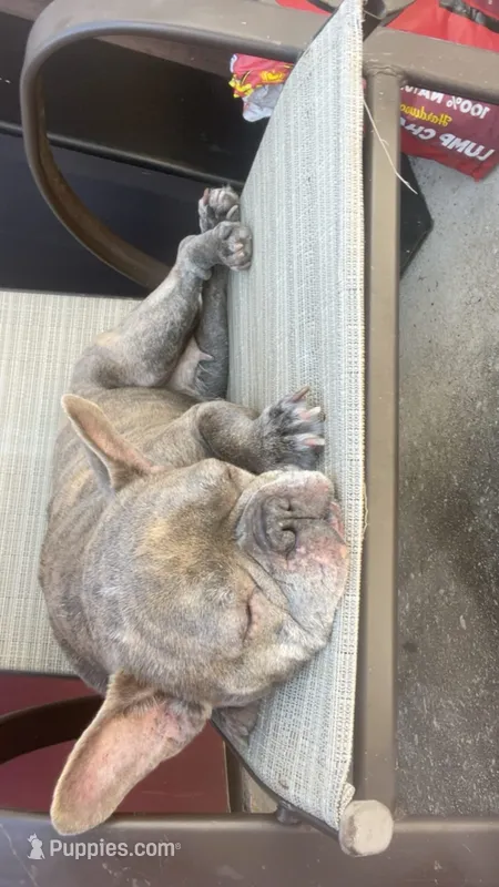 Lady  – French Bulldog puppy for sale in Powder Springs, GA