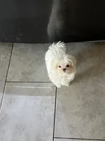 Cotton, a male Maltese for sale in Las Vegas, NV – Photo 2 of 3