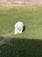 Cotton, a male Maltese for sale in Las Vegas, NV – Photo 3 of 3