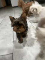 Rocklyn, a male Yorkshire Terrier for sale in Las Vegas, NV – Photo 2 of 7