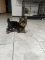 Rocklyn, a male Yorkshire Terrier for sale in Las Vegas, NV – Photo 5 of 7