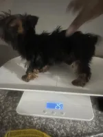 Rocklyn, a male Yorkshire Terrier for sale in Las Vegas, NV – Photo 3 of 7