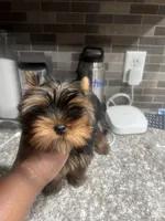 Rocklyn, a male Yorkshire Terrier for sale in Las Vegas, NV – Photo 6 of 7