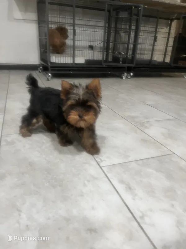 Rocklyn – Yorkshire Terrier puppy for sale in Las Vegas, NV
